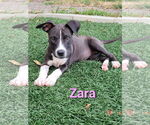 Small #2 American Pit Bull Terrier Mix