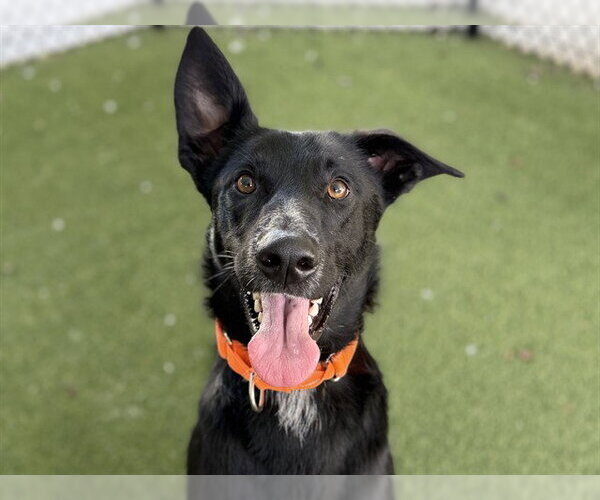 Medium Photo #1 German Shepherd Dog Puppy For Sale in Tavares, FL, USA
