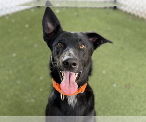 German Shepherd Dog Dogs for adoption in Tavares, FL, USA