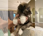 Small Photo #2 Sheepadoodle Puppy For Sale in PARAGOULD, AR, USA