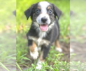 Miniature Australian Shepherd Puppy for sale in ORLANDO, FL, USA