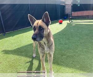 German Shepherd Dog Dogs for adoption in Orange, CA, USA