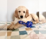 Small #7 Golden Retriever