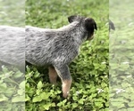 Small Photo #6 Australian Cattle Dog Puppy For Sale in TAMPA, FL, USA