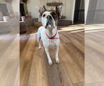 Small #10 American Pit Bull Terrier Mix