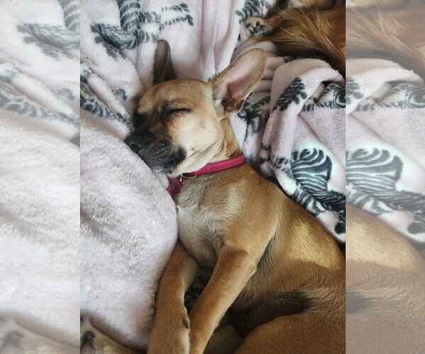 Medium Photo #4 Chiweenie Puppy For Sale in Chandler, AZ, USA