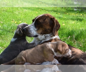 Mother of the Australian Cattle Dog-Treeing Walker Coonhound Mix puppies born on 04/11/2021