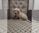 Small Photo #14 Golden Retriever Puppy For Sale in SPENCER, TN, USA