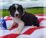 Small Photo #86 Border Collie Puppy For Sale in NORBORNE, MO, USA