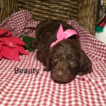 Small German Shorthaired Pointer-Poodle (Standard) Mix