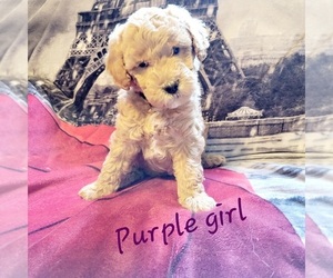 Miniature Labradoodle Puppy for sale in DEEP RUN, NC, USA