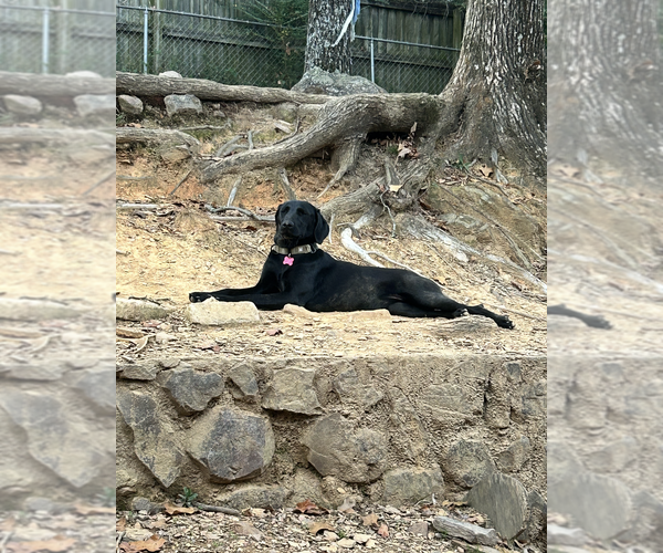 Medium Photo #2 Unknown-Weimaraner Mix Puppy For Sale in Boston, MA, USA