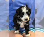 Small #4 Aussie-Poo