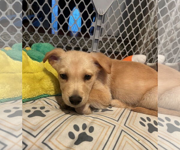 Medium Photo #2 Labrador Retriever-Unknown Mix Puppy For Sale in Wheaton, IL, USA