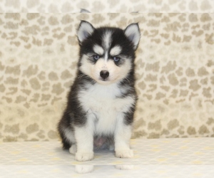 Pomsky Puppy for sale in DENVER, PA, USA