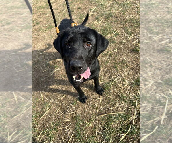 Medium Photo #2 Labrador Retriever-Unknown Mix Puppy For Sale in Evansville, IN, USA