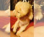 Small Photo #21 Golden Retriever Puppy For Sale in IDAHO SPRINGS, CO, USA