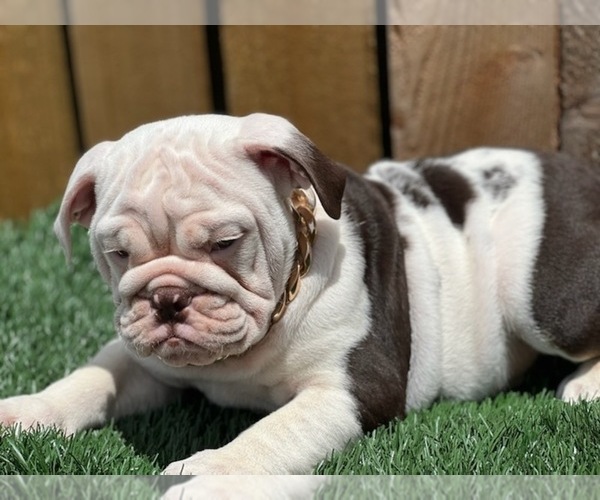 Medium Photo #7 English Bulldog Puppy For Sale in HOUSTON, TX, USA