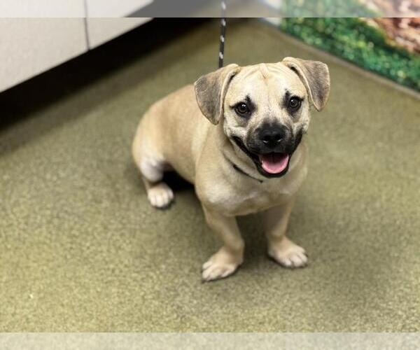 Medium Photo #1 Daug Puppy For Sale in Moreno Valley, CA, USA