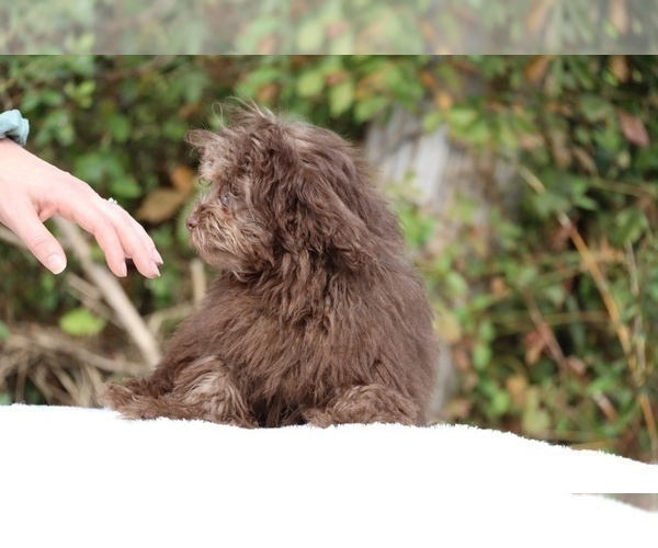 Medium Photo #5 ShihPoo Puppy For Sale in DYERSBURG, TN, USA