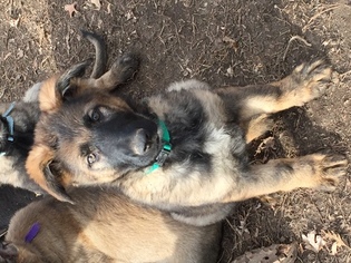 German Shepherd Dog Puppy for sale in TOPEKA, KS, USA