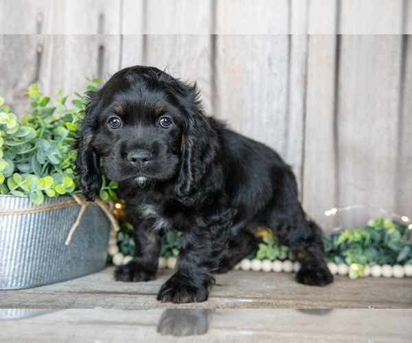 Medium Photo #2 Cocker Spaniel Puppy For Sale in BALTIC, OH, USA