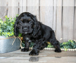 Small #1 Cocker Spaniel
