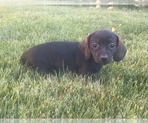 Dachshund Puppy for sale in DELTA, CO, USA