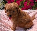 Small Photo #54 Cavapoo Puppy For Sale in GOSHEN, IN, USA
