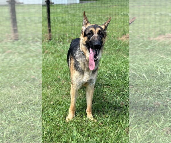 Medium Photo #3 German Shepherd Dog Puppy For Sale in Virginia Beach, VA, USA