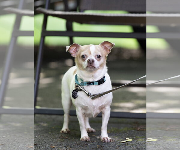 Medium Photo #1 Chug Puppy For Sale in Arlington, VA, USA