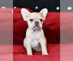 French Bulldog Puppy for sale in MARANA, AZ, USA