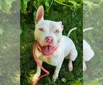 Small #3 American Pit Bull Terrier
