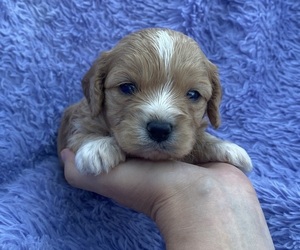 Cavapoo Puppy for sale in CAMPBELLSVILLE, KY, USA