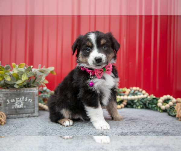 Medium Photo #1 Miniature Australian Shepherd Puppy For Sale in MILLERSBURG, OH, USA