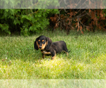 Small #17 Dachshund