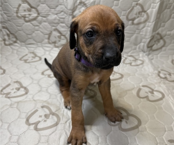 Medium Photo #4 Labrador Retriever-Rhodesian Ridgeback Mix Puppy For Sale in FRESNO, CA, USA