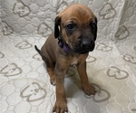Dakota - Female Labrador Retriever-Rhodesian Ridgeback Mix Puppy for Sale - Photo #4