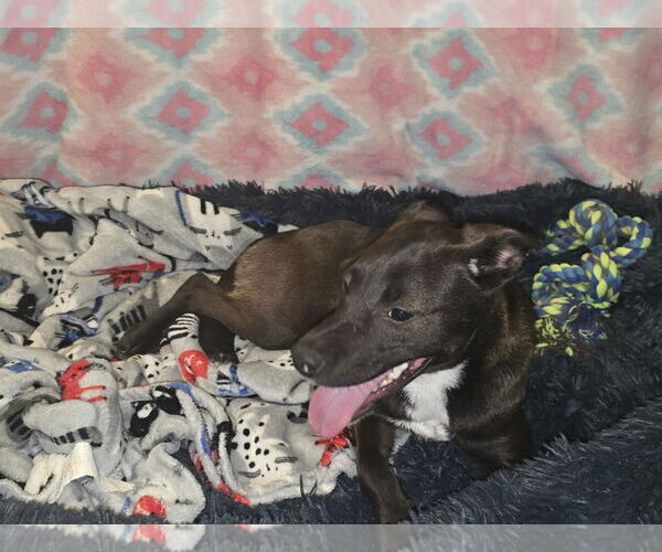 Medium Photo #2 Mutt Puppy For Sale in Oakhurst, NJ, USA