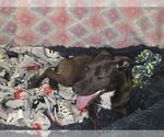 Small #1 Mutt
