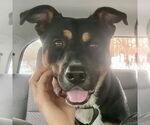 Small #30 Rottweiler Mix