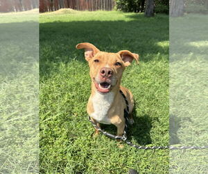 American Staffordshire Terrier-Pembroke Welsh Corgi Mix Dogs for adoption in Chico, CA, USA