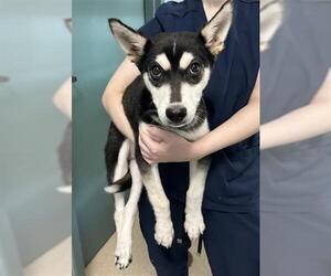 Siberian Husky Dogs for adoption in Newton, NC, USA