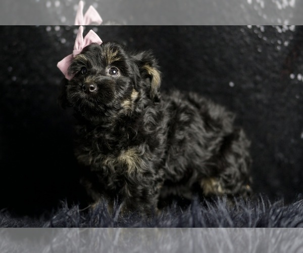 Medium Photo #6 Morkie Puppy For Sale in WARSAW, IN, USA