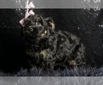 Small Photo #21 Morkie Puppy For Sale in WARSAW, IN, USA