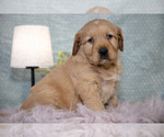 Puppy Rascal Golden Retriever