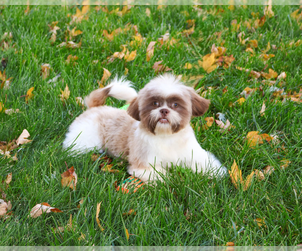 Medium Photo #1 Shih Tzu Puppy For Sale in SYRACUSE, IN, USA