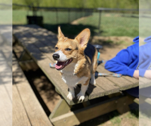 Pembroke Welsh Corgi Puppy for sale in CHRISTIANA, TN, USA