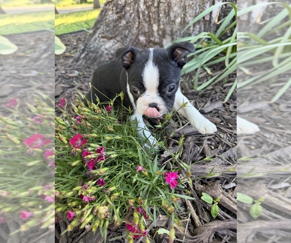 Medium Photo #6 Boston Terrier Puppy For Sale in FREDONIA, KS, USA
