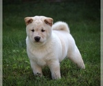 Small #1 Shiba Inu